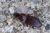 Platyderus depressus
